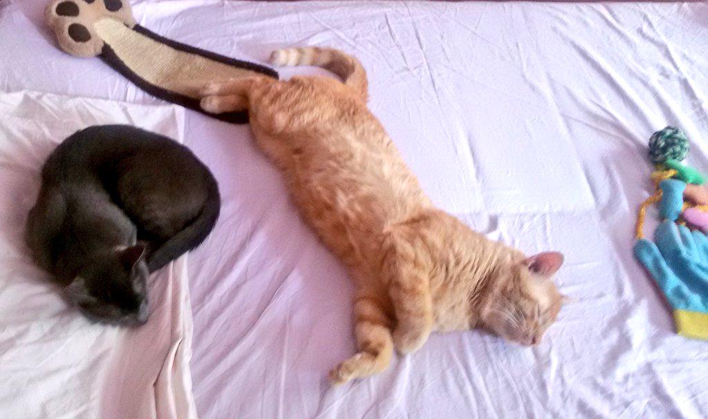 JelenaMKandic's tweet photo. #StanjeUma Trenutno im mnogo zavidim...baš-baš... #CATnap #CATtitide #CatsOfTwitter #GingerCatCrew 😻💖😻💖😻 http://t.co/q0L9tbqKlG