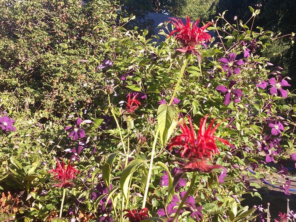 Heatwave at Pistwhistle farm @MarisaWoloszyn @MelissaDFrey @TheGardenChat @garden_delights g
#Beebalm