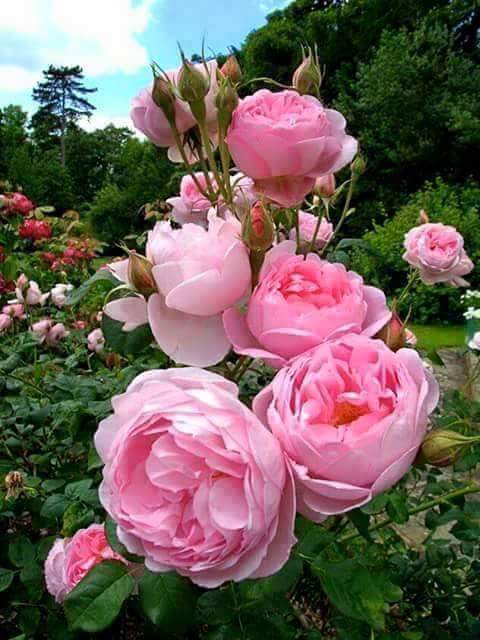 abilogesh's tweet image. Good evening