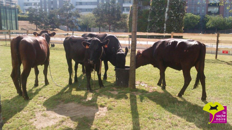 Il faut y croire ! et le voir !!! Des vaches noires à la <a href="/LaVacheNoire/">La Vache Noire</a>