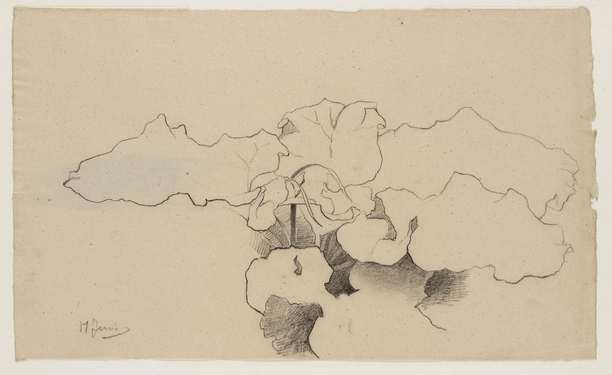 TEYLERS's tweet photo. On June 17th #Bastert made this beautiful fine #drawing of a #butterbur. It almost resembles #abstractionism! http://t.co/3WRUcMxkkS