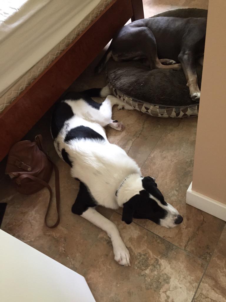 samcarson77's tweet image. Walk to my room after my shower to see these lovely goofs