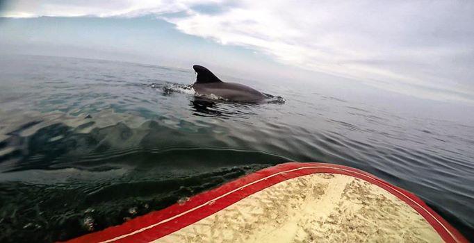 TwiddyOBX's tweet image. Our data engineer snagged this photo this week! How cool is this?!!! #Dolphins #surfing #photooftheday #OBX @GoPro