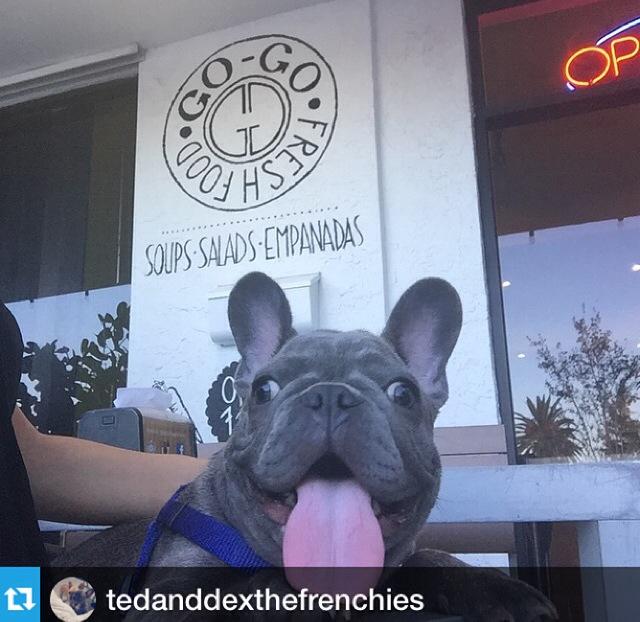 GoGoFreshFood's tweet image. Quite possibly our most adorable customer! Today's Soups of the Day: Eggplant Basil &amp;amp; Chicken Tomatillo. #sobe #lunch