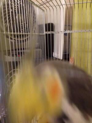 おかめちゃんのヘドバン