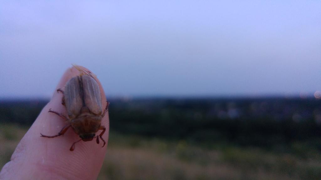 WBWorker's tweet photo. Angriff der Killer Käfer #testeg4 #hosentaschendslr #lebenamlimit http://t.co/wsZ4I3olaX