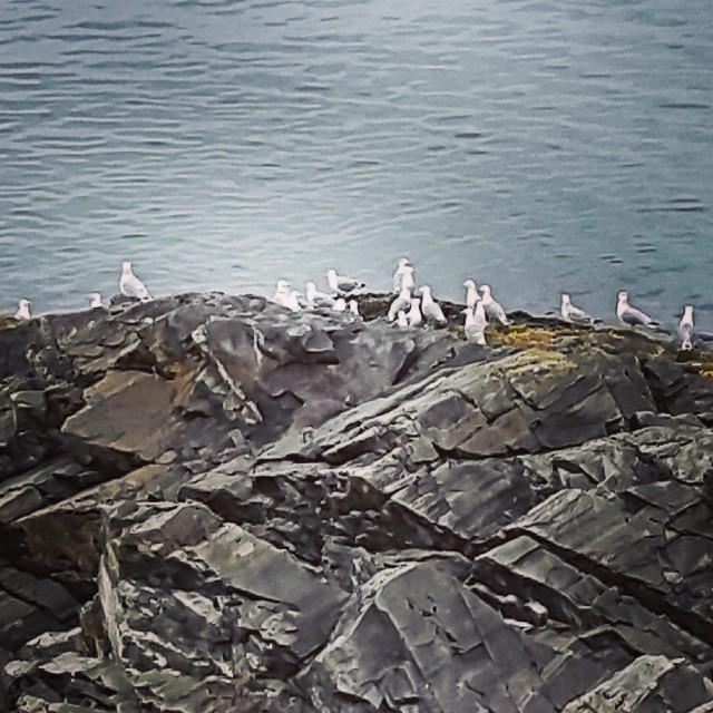 #måker#seagull #mountains #stone #Finnmark #sea #love_natura #loves_scandinavia #bestmountainartist #wu_norway #mit…