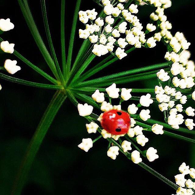 #ladybug #ladybird #flowerstagram #flower #flowering #flowerpower #instaflower #iloveflower #blossom #fragrance #bl…