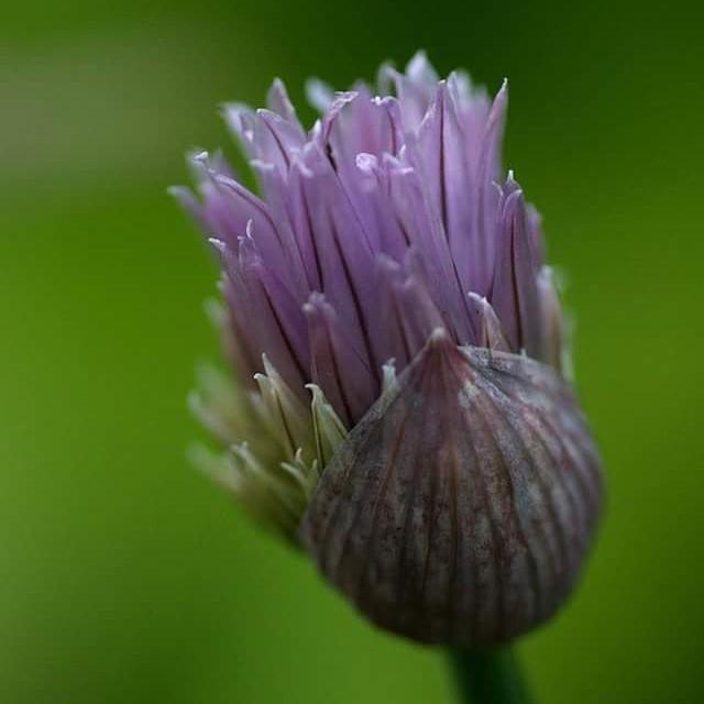 #macro #macro_secret #macrophotography #macros #flower #nrksommer #nrknordland #visitnorway #visitvesterålen #lands…