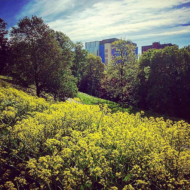 Oslove. #livetlangselva #akerselva #visitnorway #visitoslo #capitalofnorway #florishing #byliv #regal #bjølsenvalse…