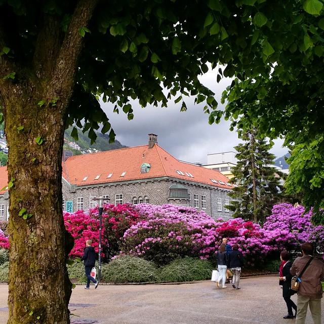 Byparken med Biblioteket I bakgrunnen med de vakreste rhododendroner #byparkenbergen #bergensfoto #bergenby #bergen…