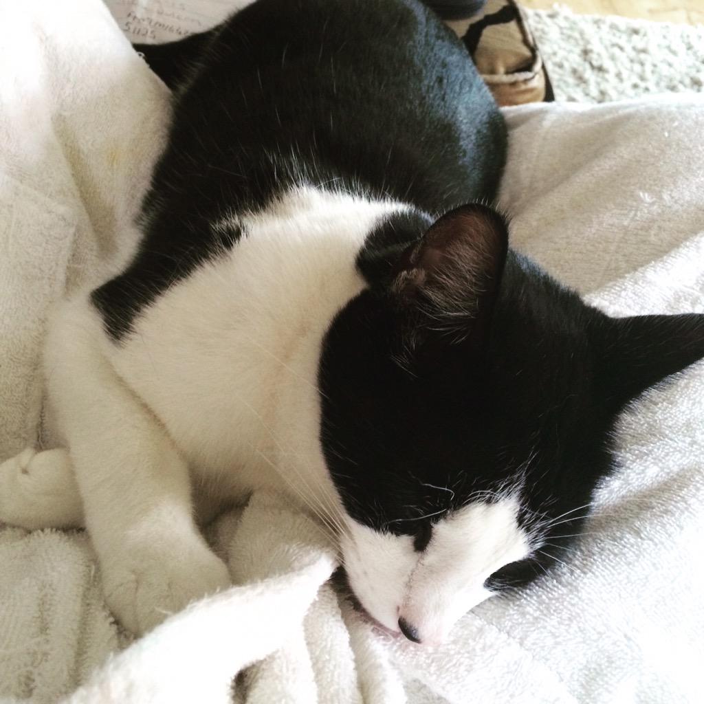 CglDowell's tweet photo. So nice to be back home.. Looks like my buddie is happy I'm back #Freddie #TheDon #mykittieiscutierthanyours http://t.co/vGElT1bmYe
