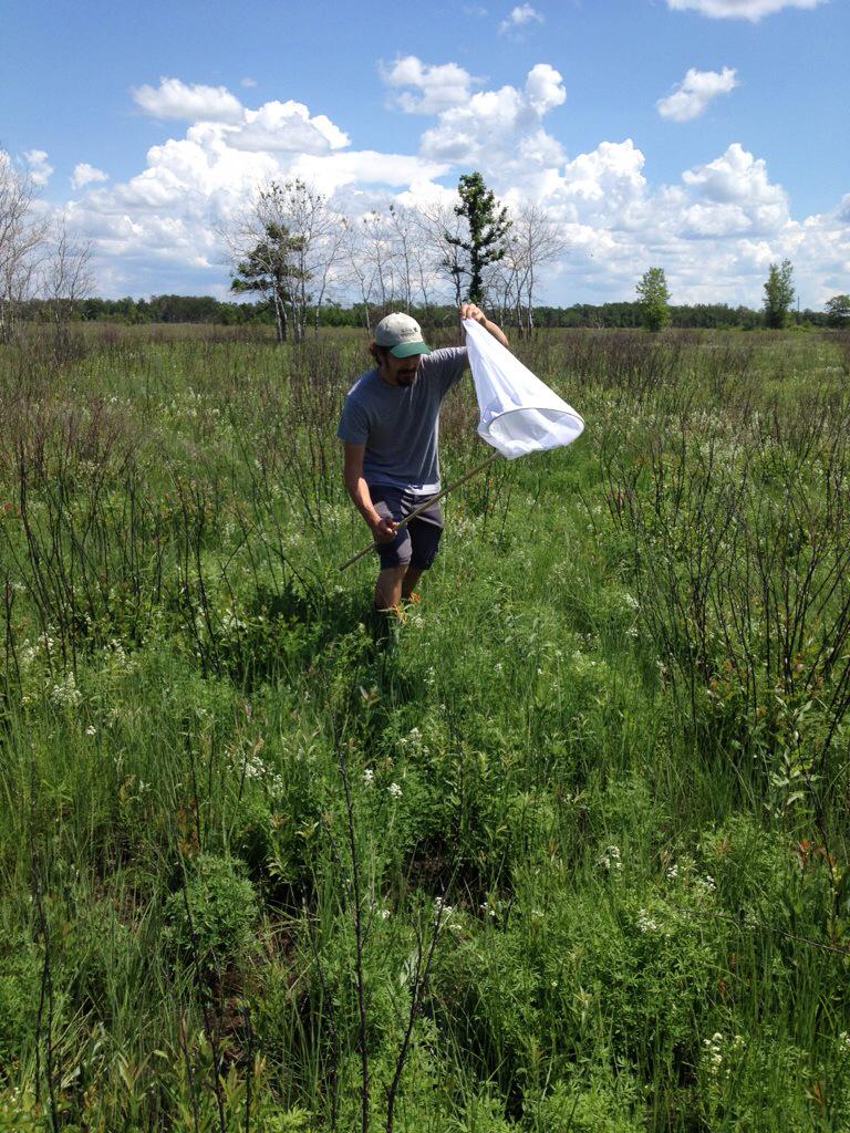 <a href="/NCC_CNC/">NatureConservancy.ca | Conservationdelanature.ca</a> biologist Jordan training to survey #endangered Poweshiek Skipperling butterfly -Manitoba Tall Grass Prairie