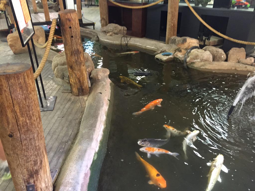 funinthistown's tweet photo. Low budget cool off. Check out the local aquarium shop. Cool and relaxing. #phoeinx #funinthistown.com #aquarium http://t.co/yBC4mSO21I