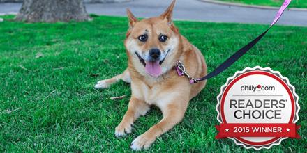 PhillyPartner's tweet photo. Does Fido need a walk? Our readers voted &amp; their #PhillyChoice is @MuttSquad. More winners: http://t.co/kUNFXfv2aN http://t.co/XisPXmymKZ