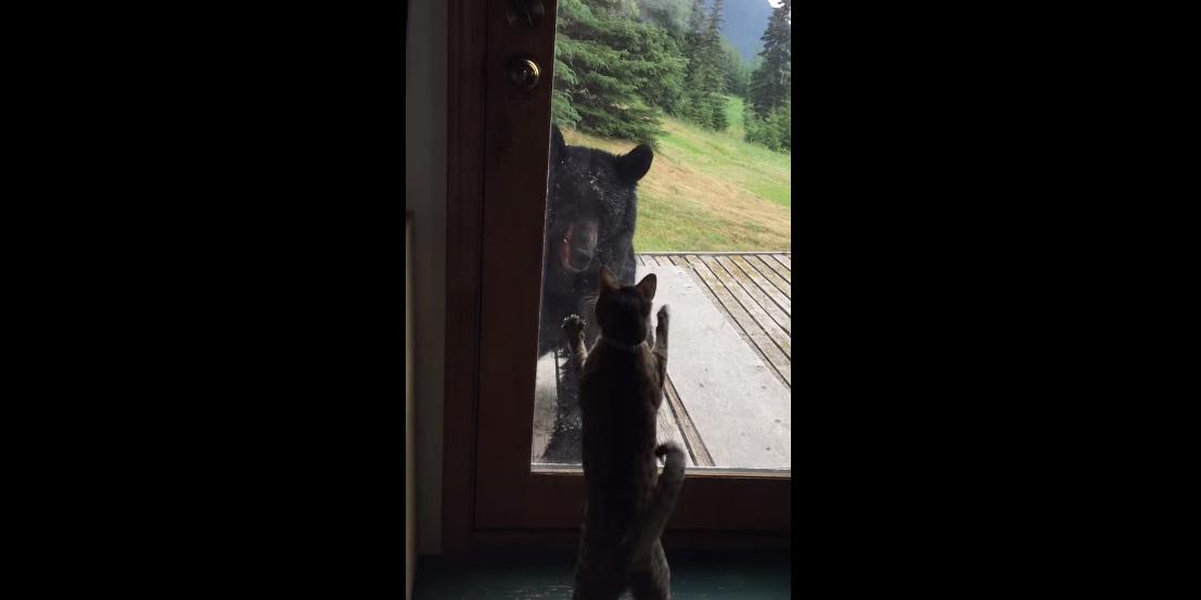 CBCTrending's tweet photo. No 'fraidy cat here: Alaskan cat scares black bear away from family home http://t.co/pvgni7cMa1 #CatVsBear ^jb http://t.co/YdLjkiCgdd