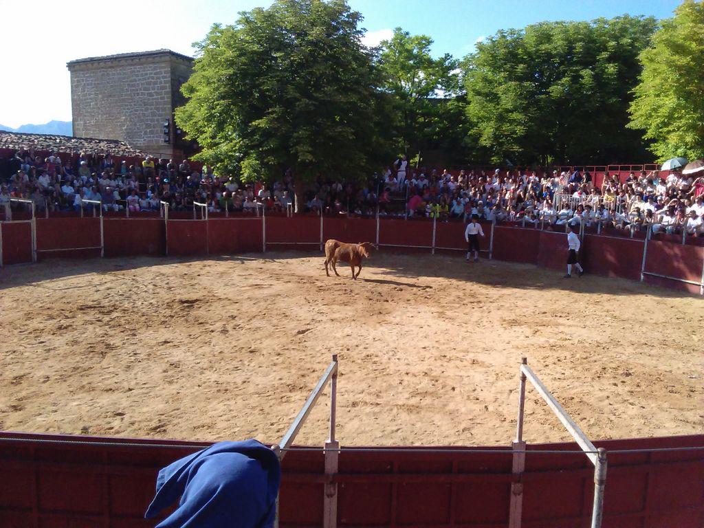 manu_taf's tweet photo. Mi verdadera pasión, vacas y encima al sol. #fiestasdelaguardia http://t.co/MUAu6TSdNR