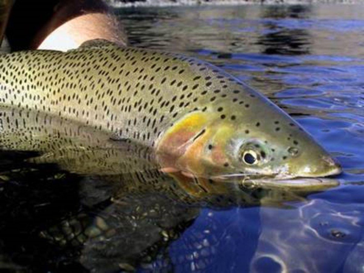 RefugioLinne's tweet photo. stasera cucino il pesce che sono riuscito a pescare stamattina! http://t.co/aEjC1Xirro