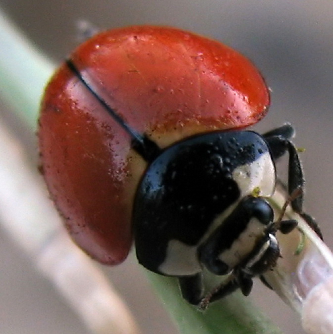 CornellCALS's tweet photo. Great news from our #LostLadybug loving friends on the West Coast http://t.co/Of2jsjgbRz http://t.co/uk4vmp6x54