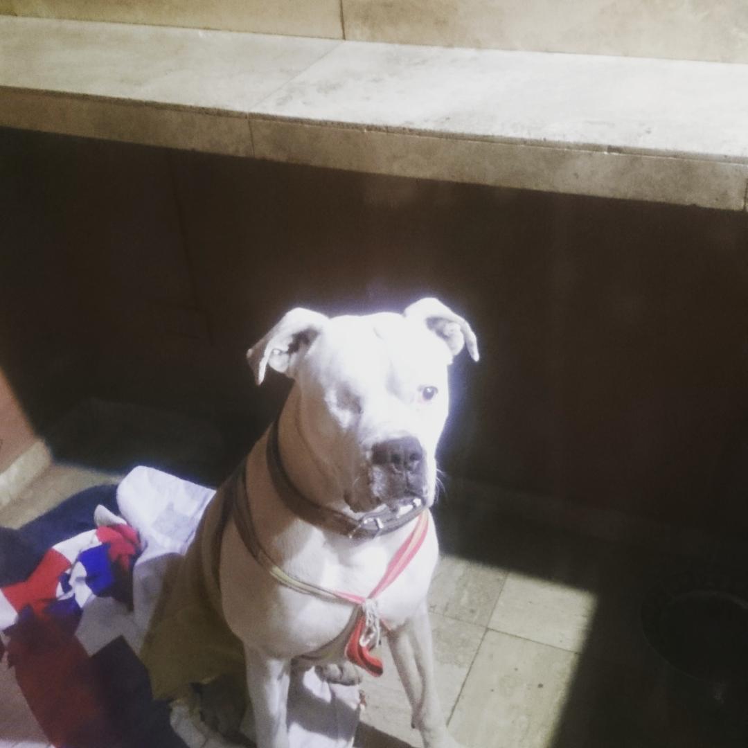 BernarditaAllen's tweet photo. Busca a sus papas! Lo encontre hoy! #dogoargentino PERDIDO HOY! Blanco y le falta un ojito! Ayuda porfa! http://t.co/Xoe1ucgJgD