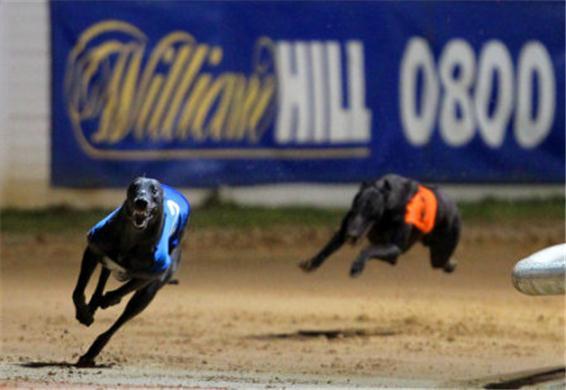 BillandBenDogs's tweet photo. WHDerby - As they swing into the home straight. We assess the final 6 on their latest display http://t.co/jDS0CzTi1G http://t.co/RNvPaSZYZ2