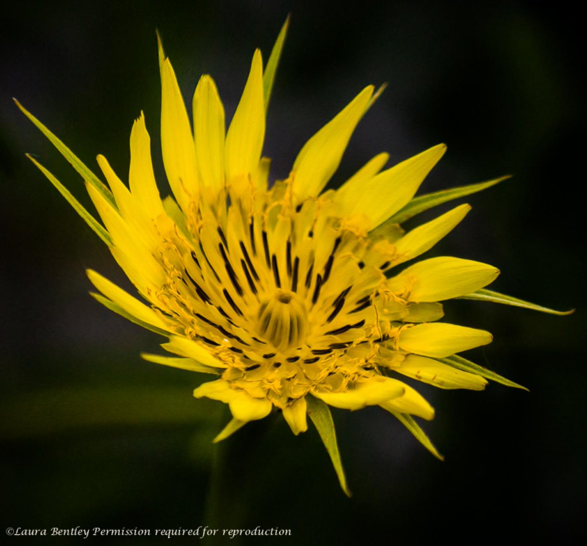 ABBestphotos's tweet photo. Nothing #Salsifies me more than finding another gift from a seed in need :) blooming today in my #garden #aster #herb http://t.co/jK201NFCtc