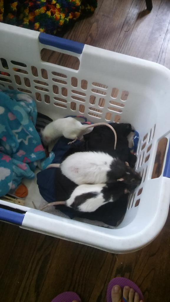 IceRazorGirl123's tweet photo. The dog is Taylor, the black cat is Ziggy, the Siamese is mouse, and the rats are Rosie,  cheese, and missy http://t.co/2PXk8l1U1o