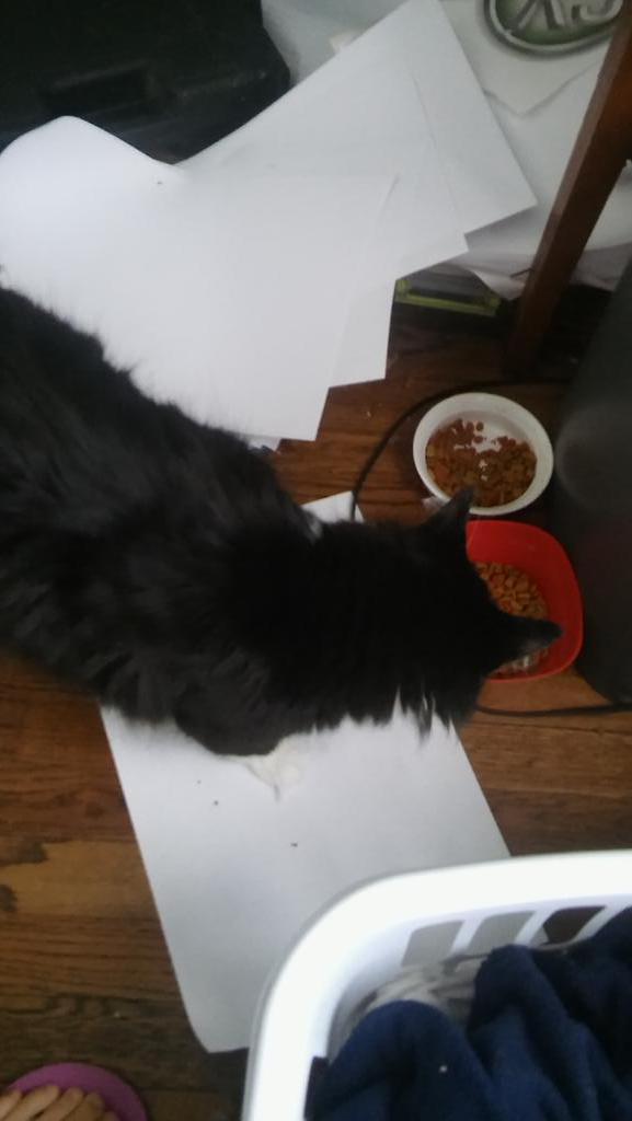 IceRazorGirl123's tweet photo. The dog is Taylor, the black cat is Ziggy, the Siamese is mouse, and the rats are Rosie,  cheese, and missy http://t.co/2PXk8l1U1o