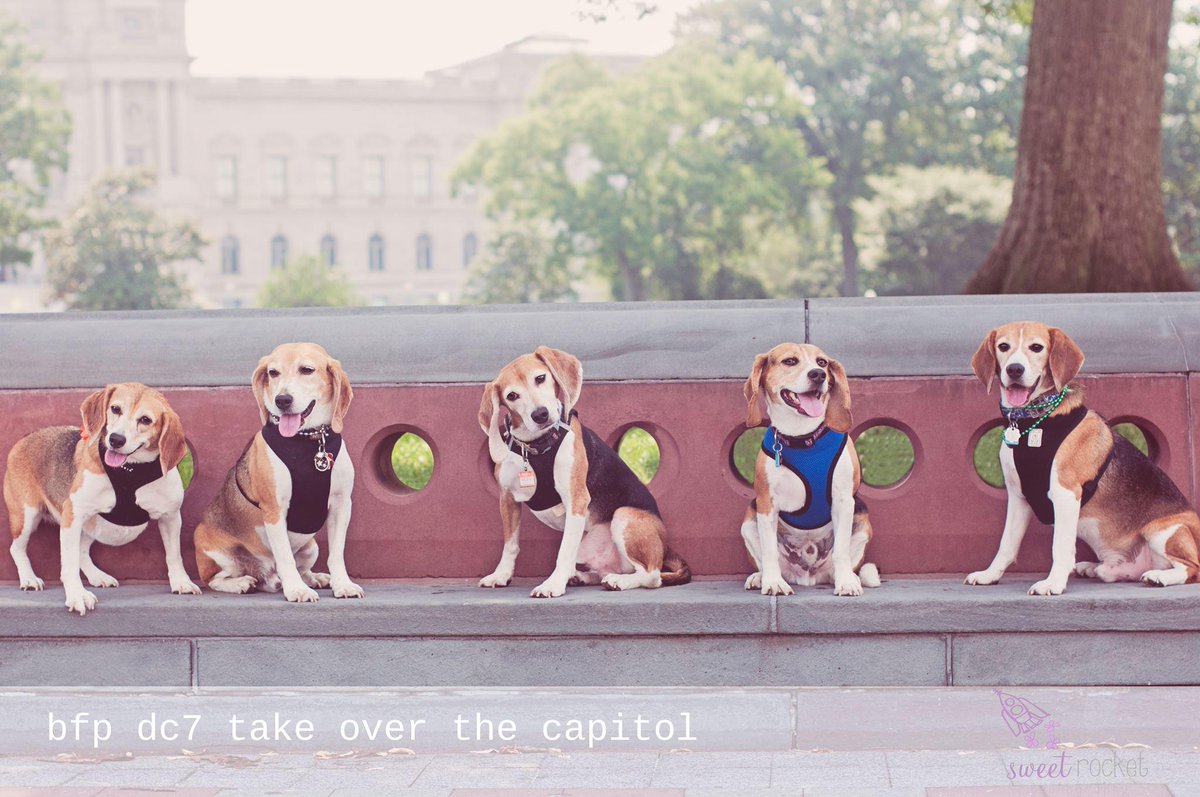 One month people! One month until you meet us!  <a href="/beaglefreedom/">Beagle Freedom Project</a> redwhiteandbeagle.com/tickets Can't join? Donate to support!