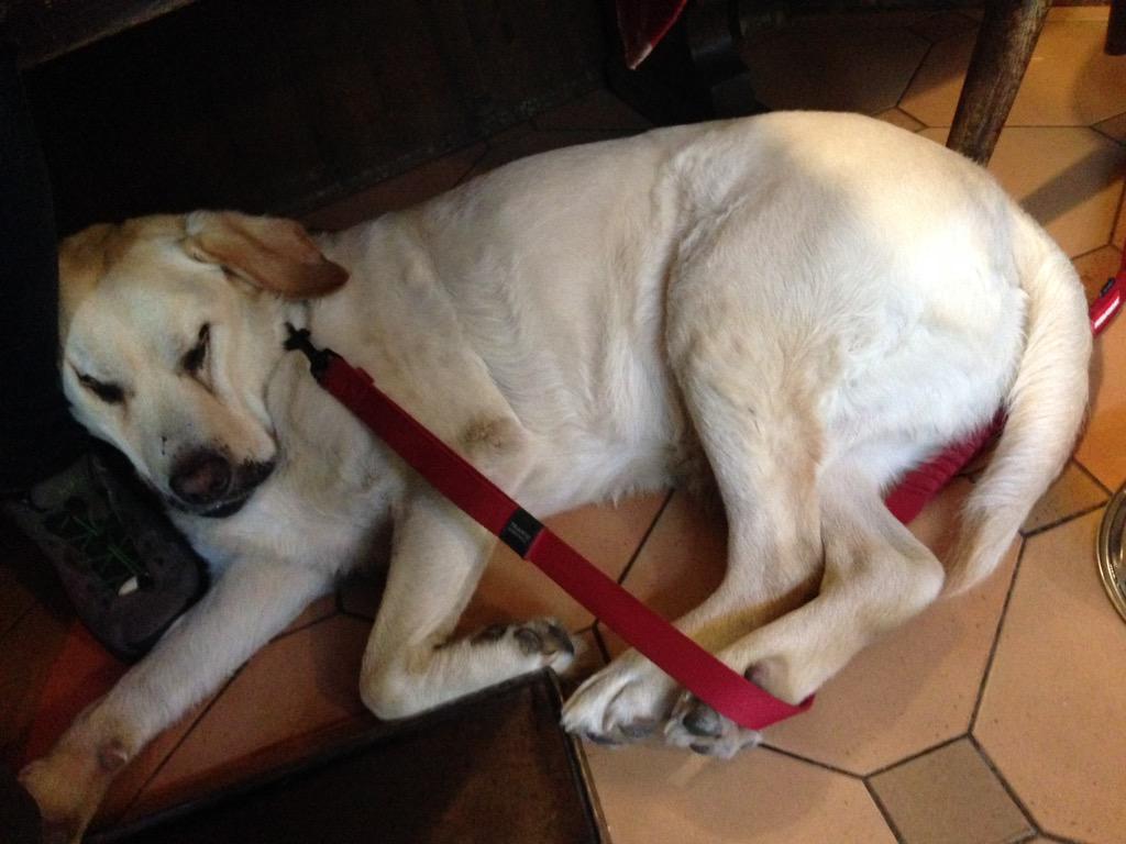 keeperlabrador's tweet photo. Dead tired, sleeping against @breukergeralda leg at #landhausCarla #TirolerStuben @Mayrhofen #Keeponholiday http://t.co/JLeGViVhz0