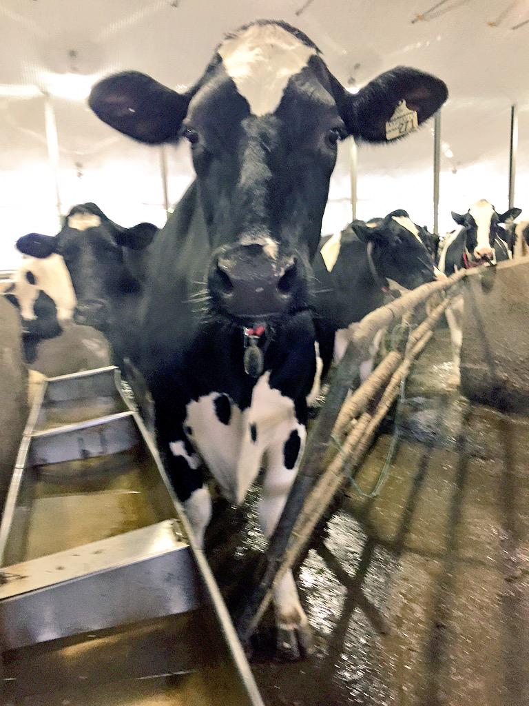 sarasim's tweet photo. Chilli I already chased you once today after you pushed the gate open while bedding down! #uptonogood #robotcows #bad http://t.co/OeU6EU4bu9