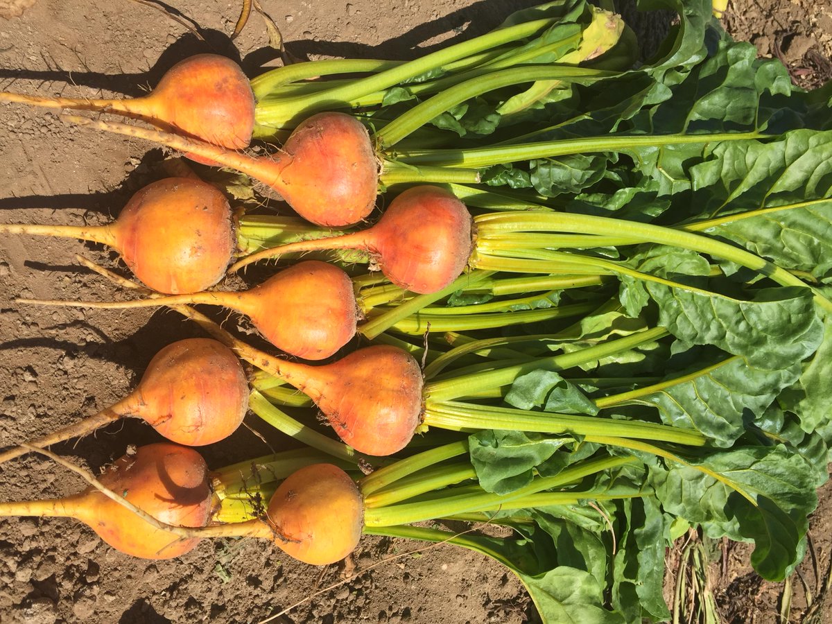 BejoSeeds's tweet photo. Turning up the beets! @BabeFarms #Boldor #BejoSeeds http://t.co/8xbgU0Mgyp