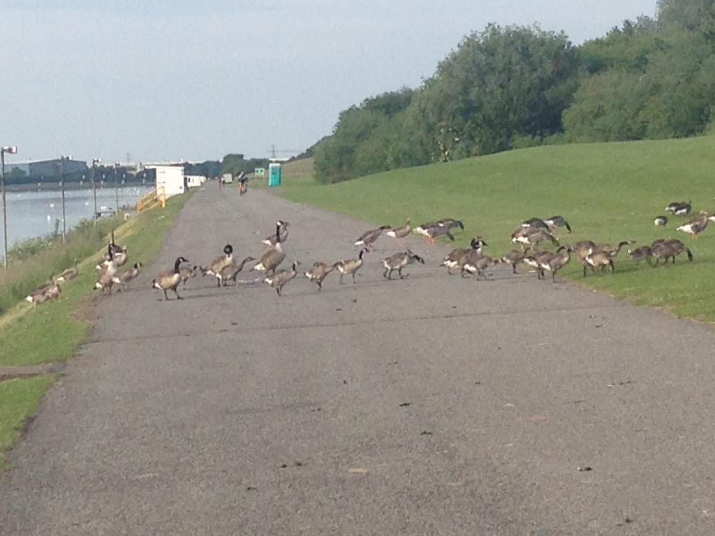 Schollita's tweet image. Rush hour at Holme Pierrepont. #totalgridlock