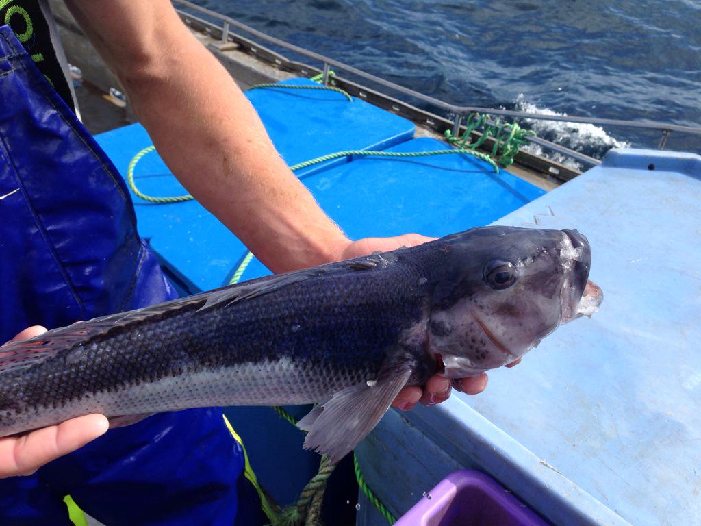 Chatham Island Food tweet media