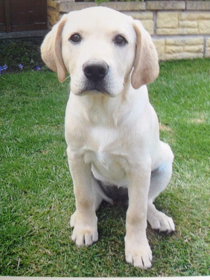 nptonhorsewatch's tweet image. Anyone near Harlestone Firs? Honey missing on her walk this morning. She's only 15 weeks old. Pls RT