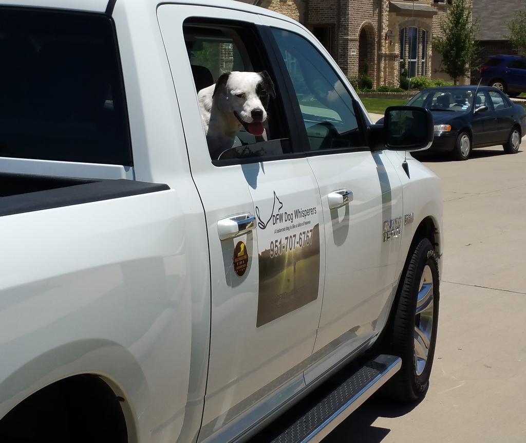 DFWDogWhisperer's tweet image. Lilly says Thx 4 allowing us to help your dogs!

#balanceddogs #happyfamilies #order #dogs #calltoday #dogobedience