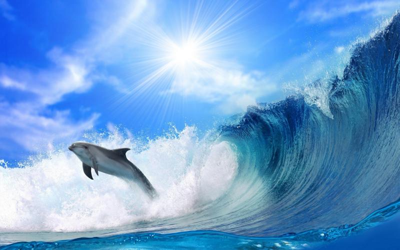 RabidSurf tweet picture