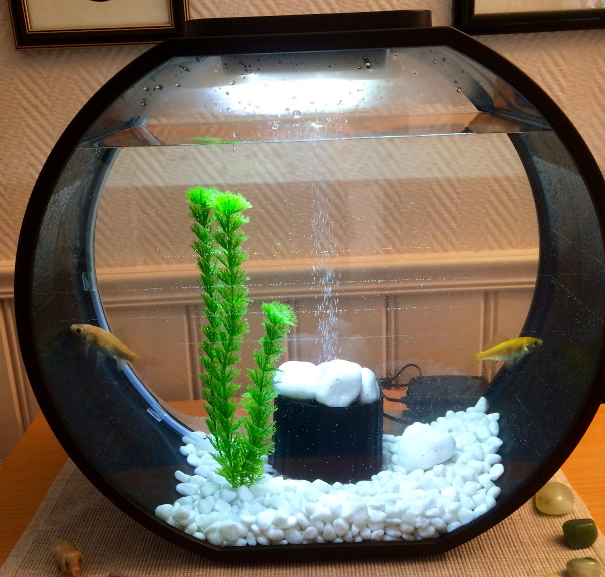 N´skulle vært fisk !