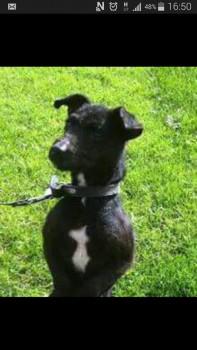 millypod1's tweet photo. #Lost Patterdale Terrier Female LEAD ATTACHED
#ClowesWood #ThorndonWoods NR #Whitstable #CT5 http://t.co/0WYsXmc1z7 http://t.co/avxLrRBcAA