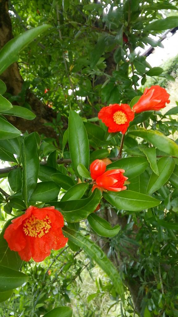 海翔 Kaito ６月２６日 誕生花 石榴 ざくろ ミソハギ科 花言葉 木 花 成熟した美しさ 実 Http T Co Acklb7omga