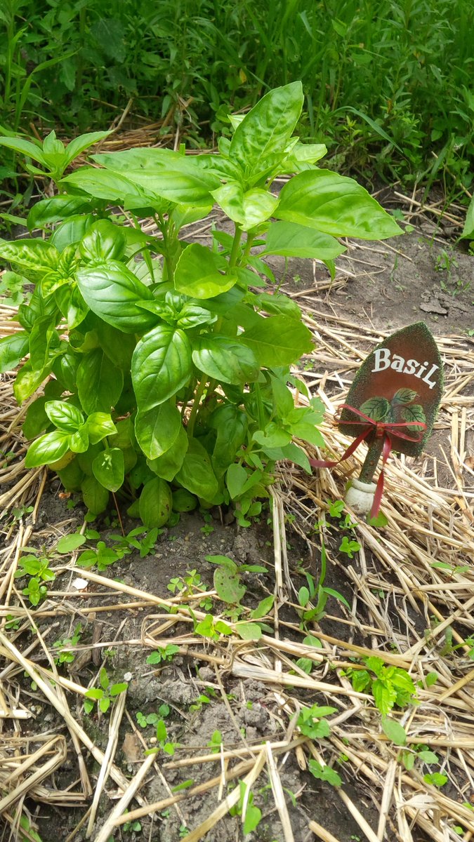 MapleFarmQuilts's tweet photo. Farm fresh veggies #homesteading #vegetablegarden #freshbasil #herbs #selfsufficient http://t.co/7DspZ5bAIN
