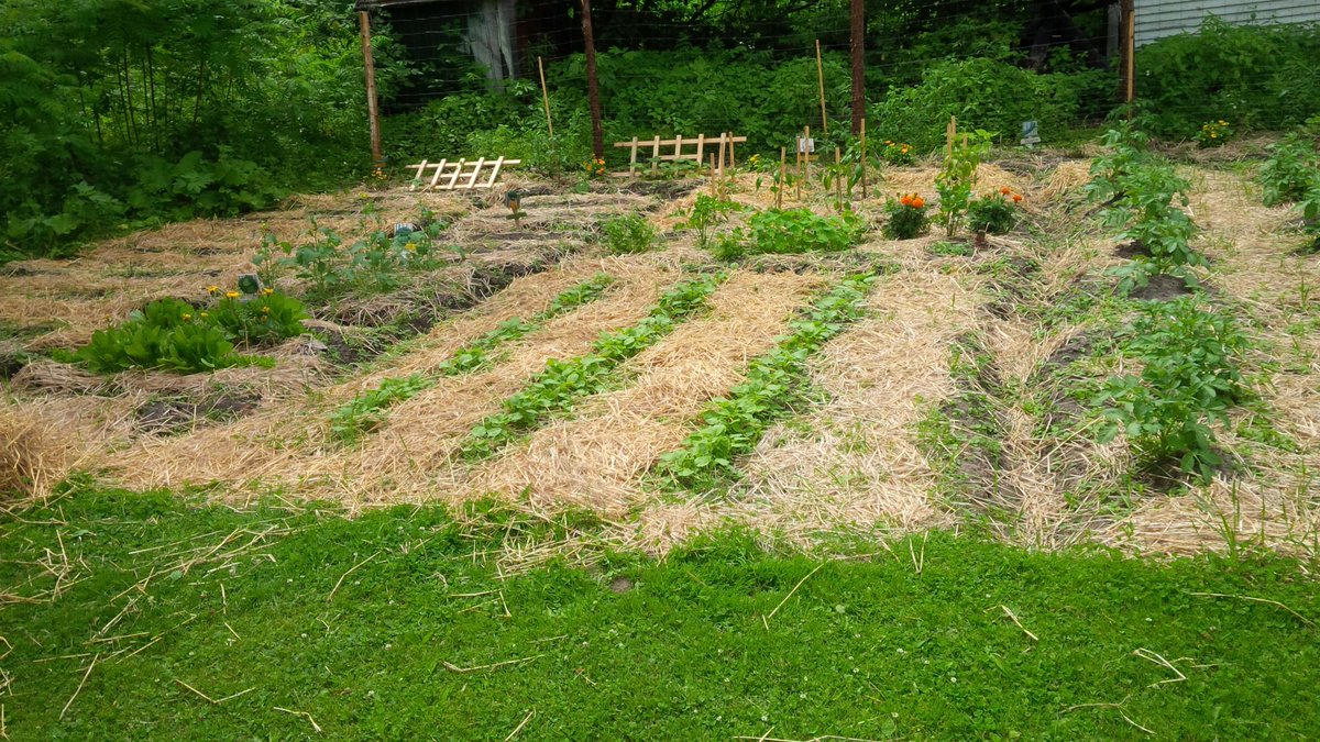 MapleFarmQuilts's tweet photo. Farm fresh veggies #homesteading #vegetablegarden #freshbasil #herbs #selfsufficient http://t.co/7DspZ5bAIN