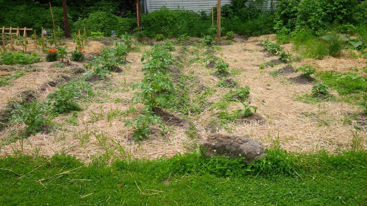 MapleFarmQuilts's tweet photo. Farm fresh veggies #homesteading #vegetablegarden #freshbasil #herbs #selfsufficient http://t.co/7DspZ5bAIN