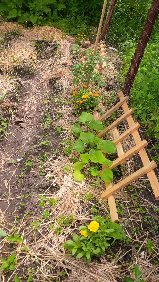 MapleFarmQuilts's tweet photo. Farm fresh veggies #homesteading #vegetablegarden #freshbasil #herbs #selfsufficient http://t.co/7DspZ5bAIN