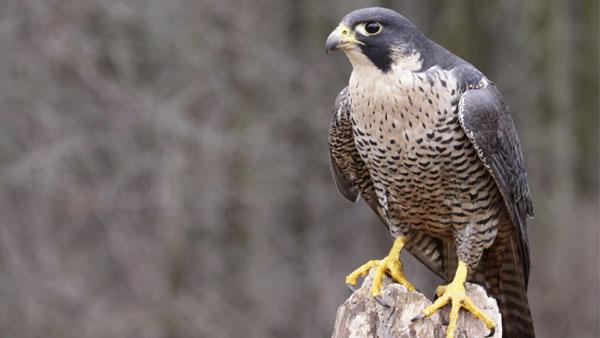 Gund Institute On Twitter Peregrine Falcon In Tow Uvms