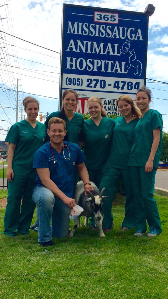 MississaugaAH's tweet photo. 🐐 You've Goat to be kidding me right now!! 🐐

Meet Sir William. He's in for his annual check up with Dr.Walker 🐾 http://t.co/YBfgDEFguF