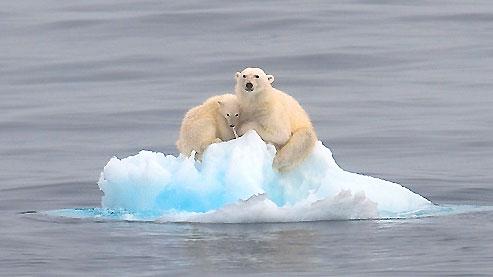 monde_biodi's tweet photo. Je vous laisse deviner pourquoi en 2050 les 2/3 des ours polaires auront disparu. http://t.co/Bvavy1Cbn0