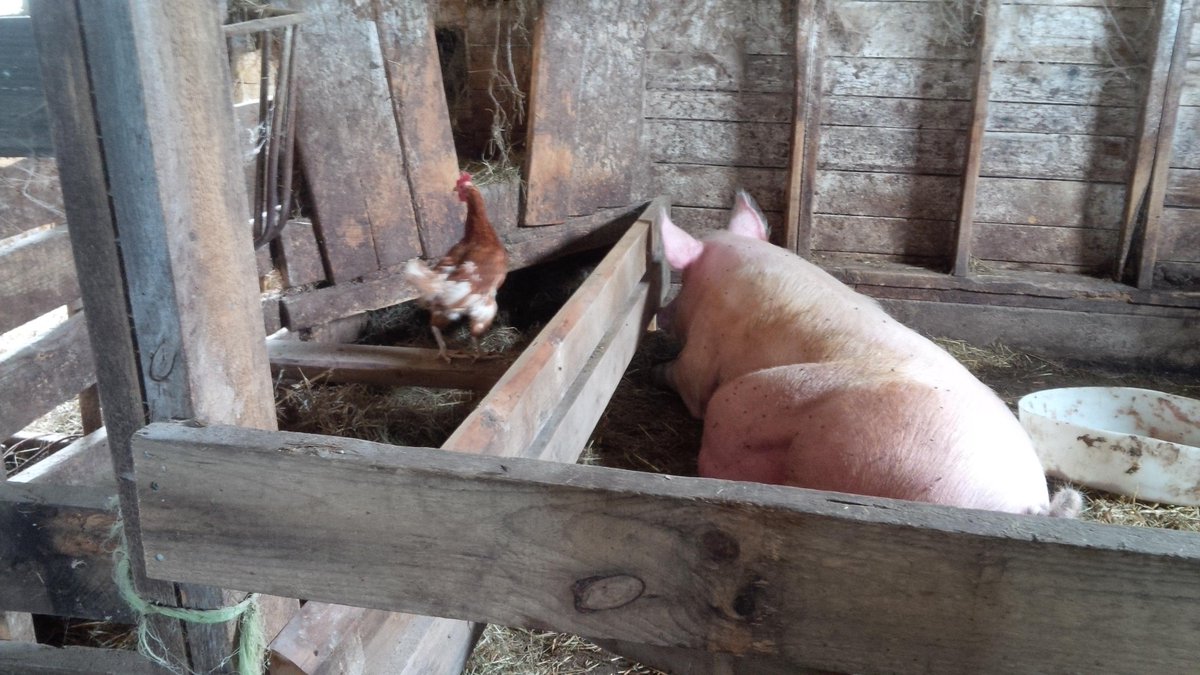 MapleFarmQuilts's tweet photo. #homesteading #raisingturkeys #dopigsplayball? #barnyardfriends #downonthefarm http://t.co/25dAdwCLbq