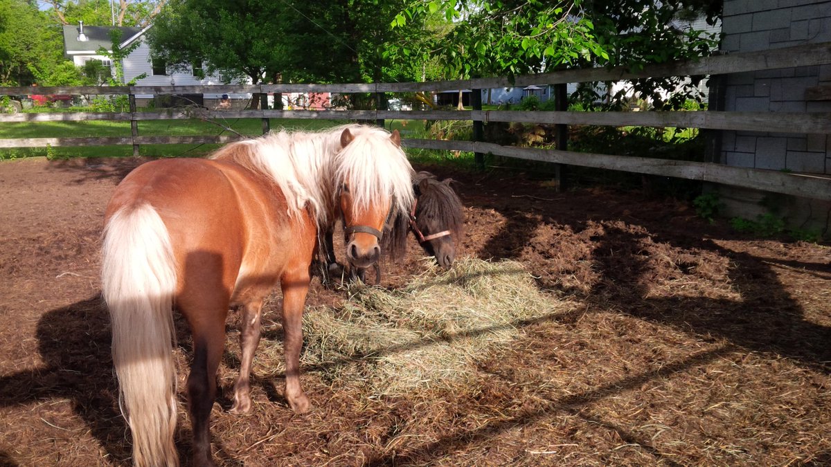 MapleFarmQuilts's tweet photo. #homesteading #downonthefarm #miniaturehorses #aqha #appaloosa #germanshepherd http://t.co/7SGByue8va