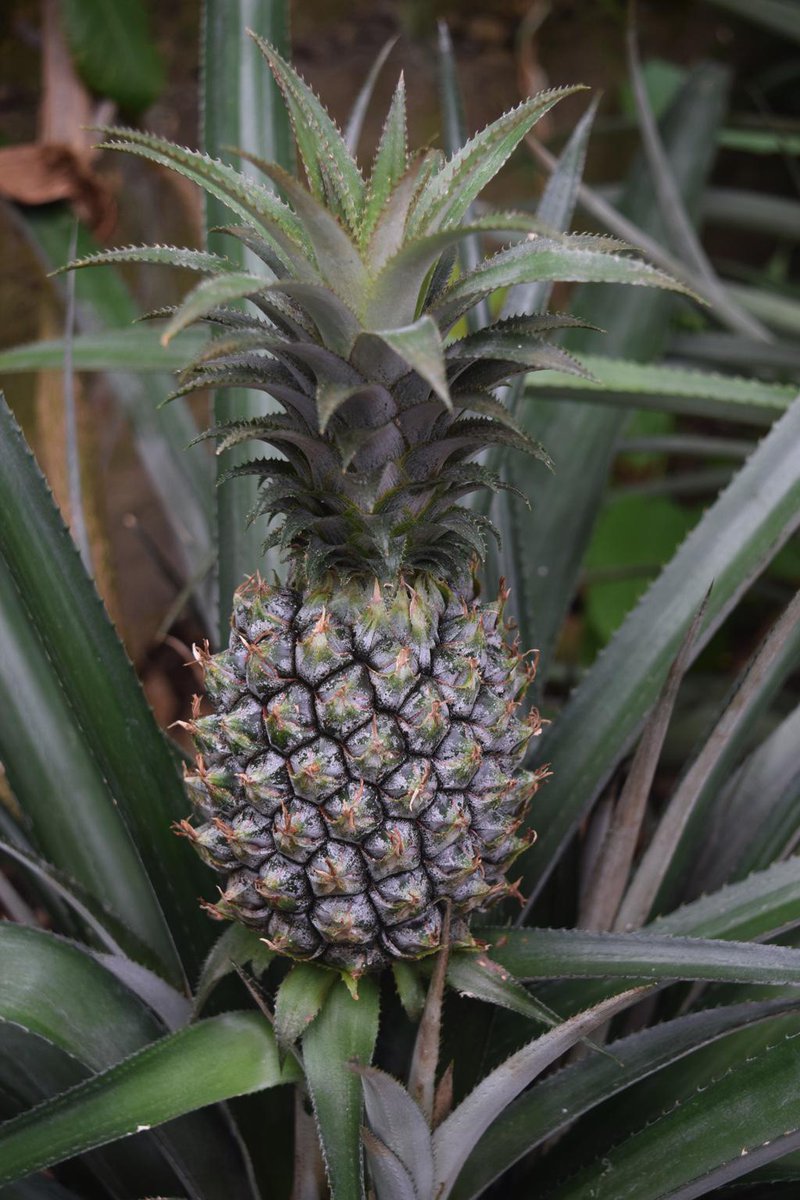 scarrUMD's tweet photo. What geometric shapes do you see on the pineapple? #edci653 #usbotanicgardens #mathematicaleye http://t.co/jhtnWTszte
